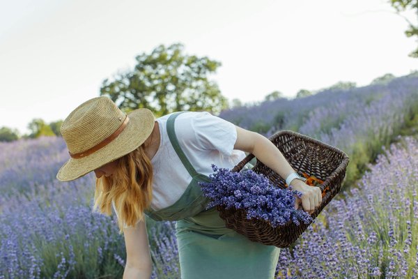 What Are the Key Considerations for Starting a Small-Scale Lavender Farm in the UK?